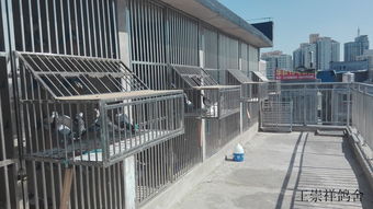 出租北京朝陽區管莊村個人自建精品不銹鋼鴿舍,活棚 死棚 有意者請面談聯系電話 15910845220聯系人 王先生 管莊王崇祥鴿舍